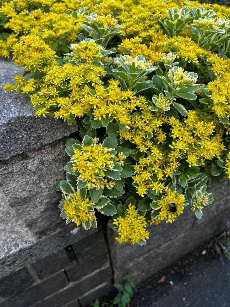 Sedum in bloom