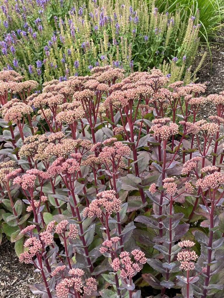 Sedum telephium 'Matrone'