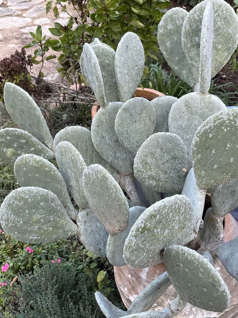 Smooth (thornless) Opuntia