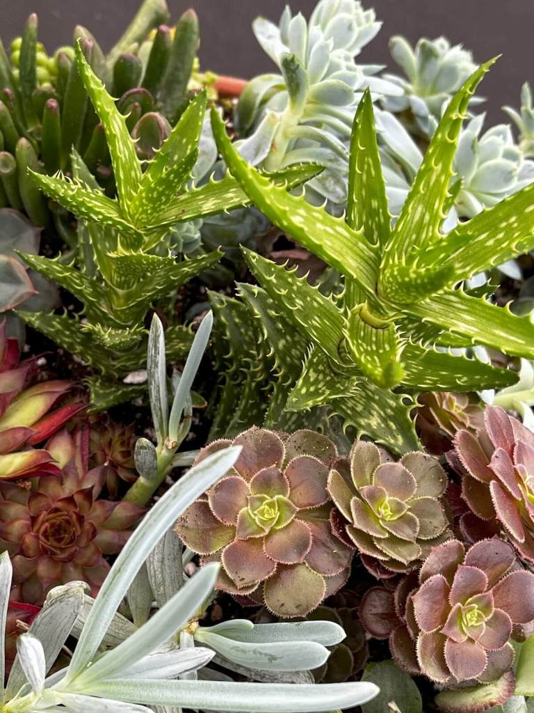 Smorgasbord of tropical succulents