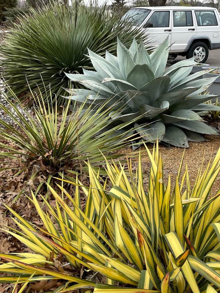 Yuccas and agave in Jackson Tennessee parking lot garden